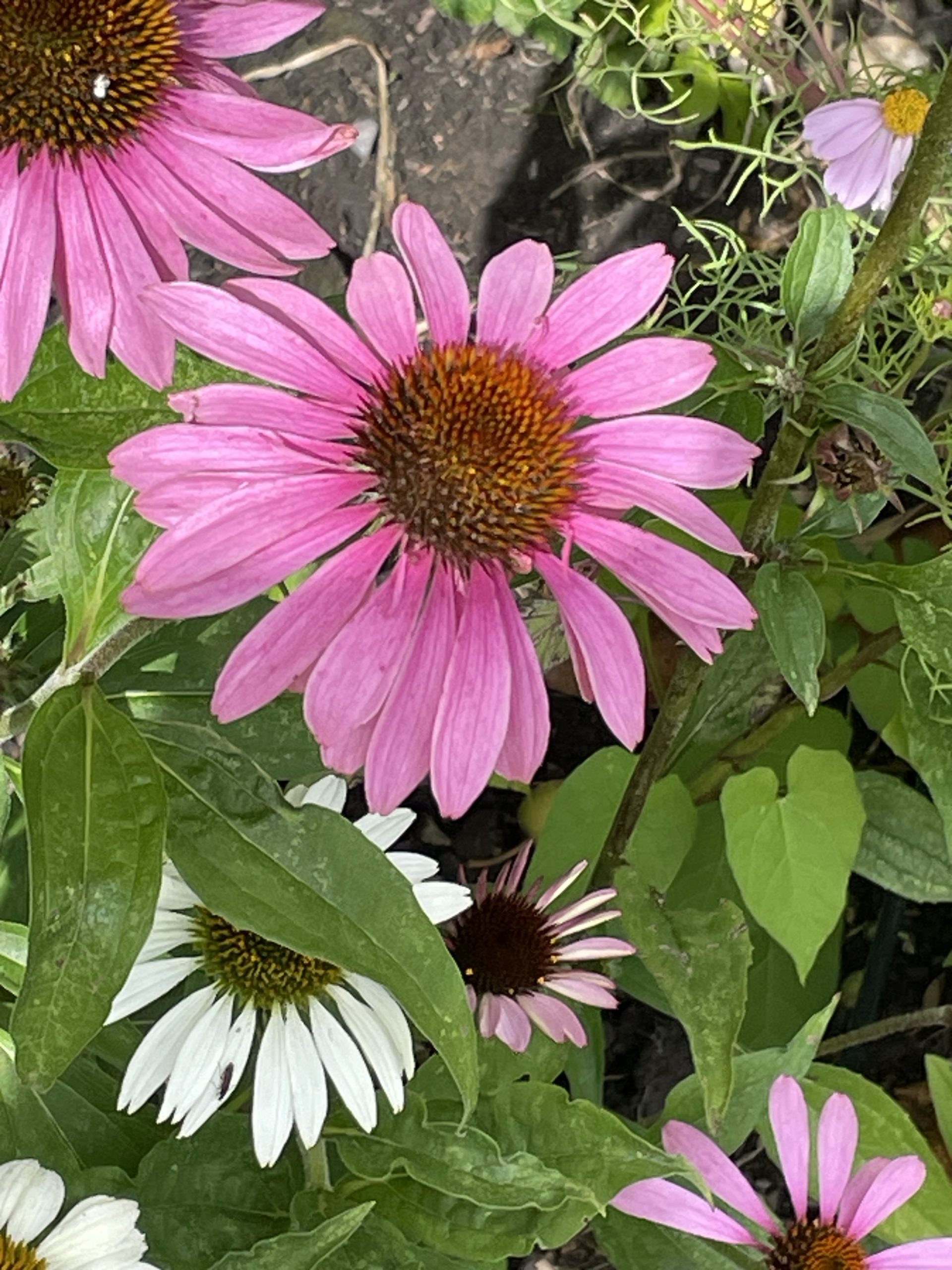 Echinacea