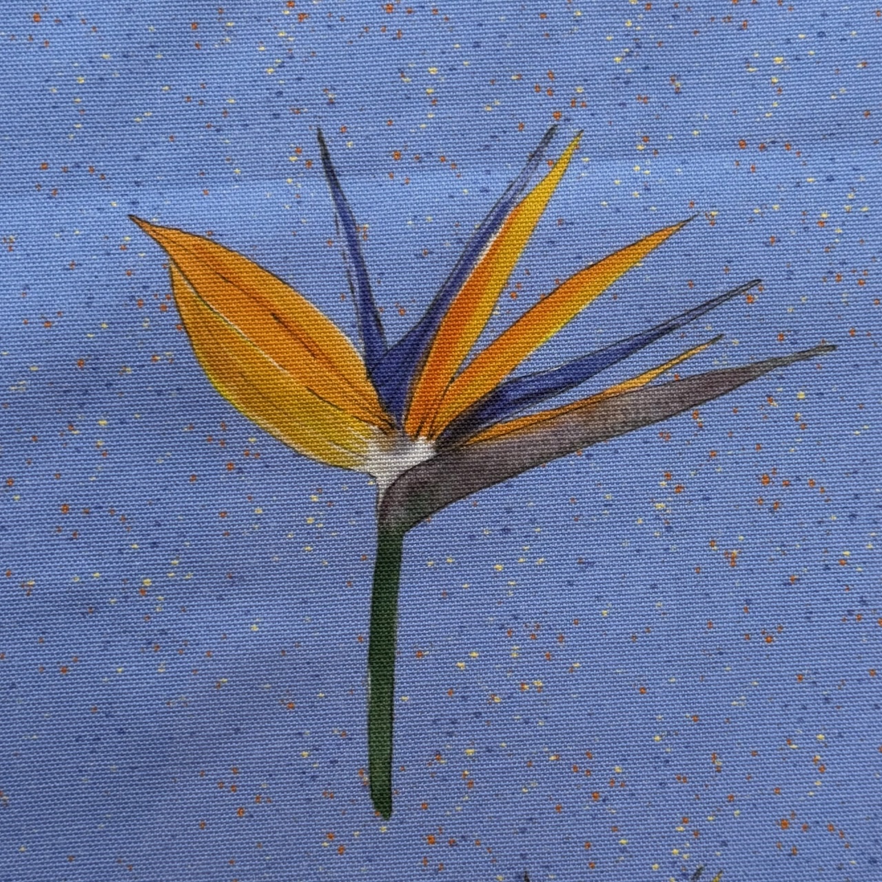 Strelitzia