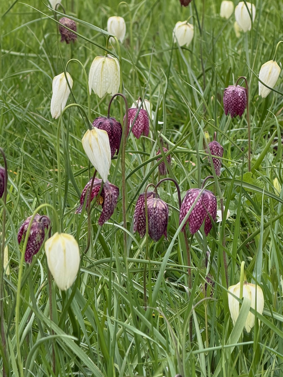 Fritillary photo