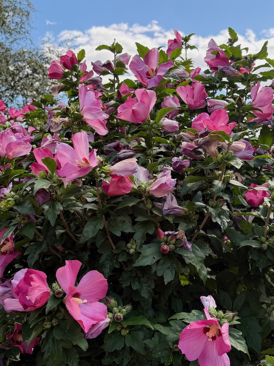 Hibiscus photo