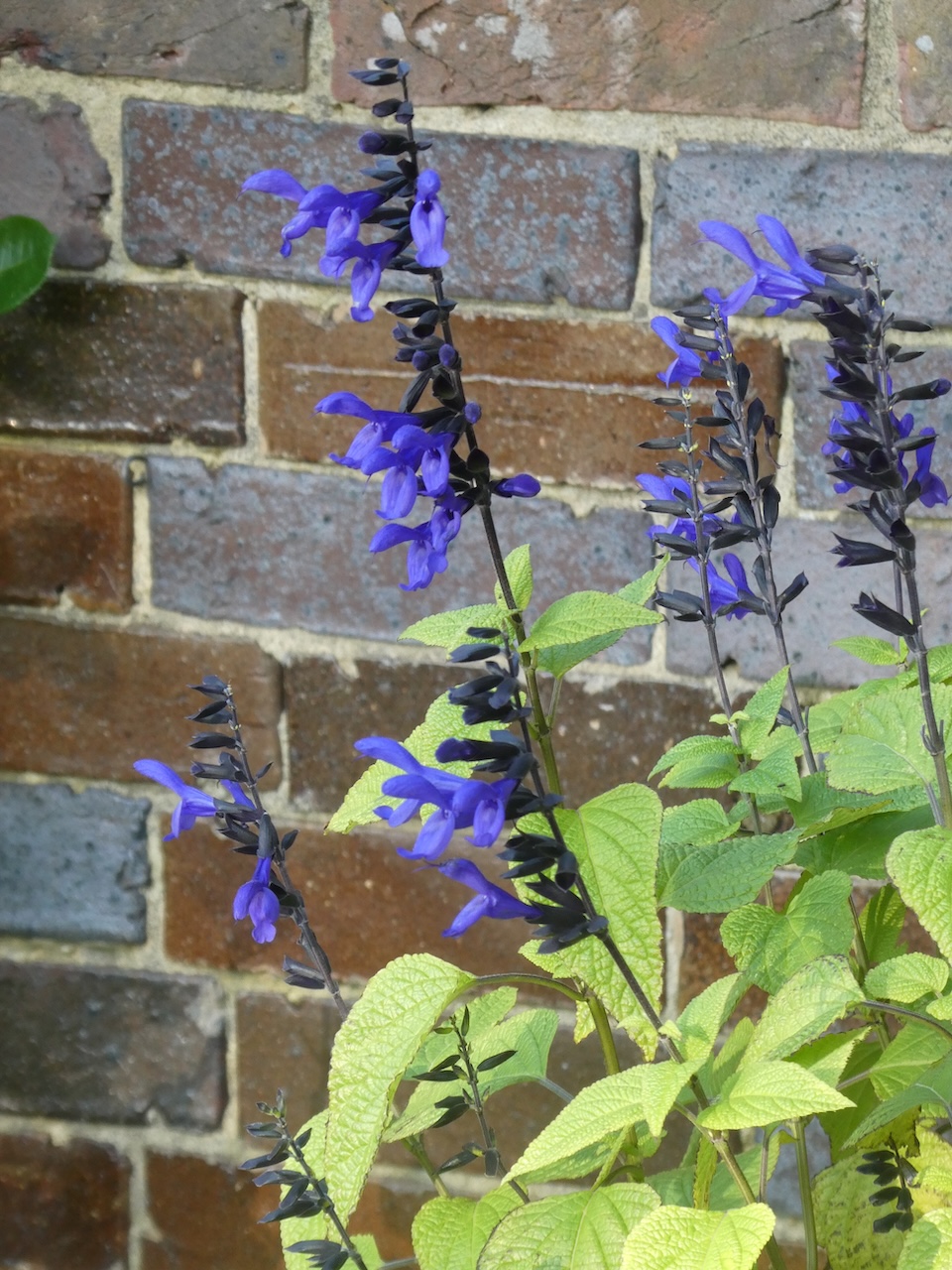 Salvia photo